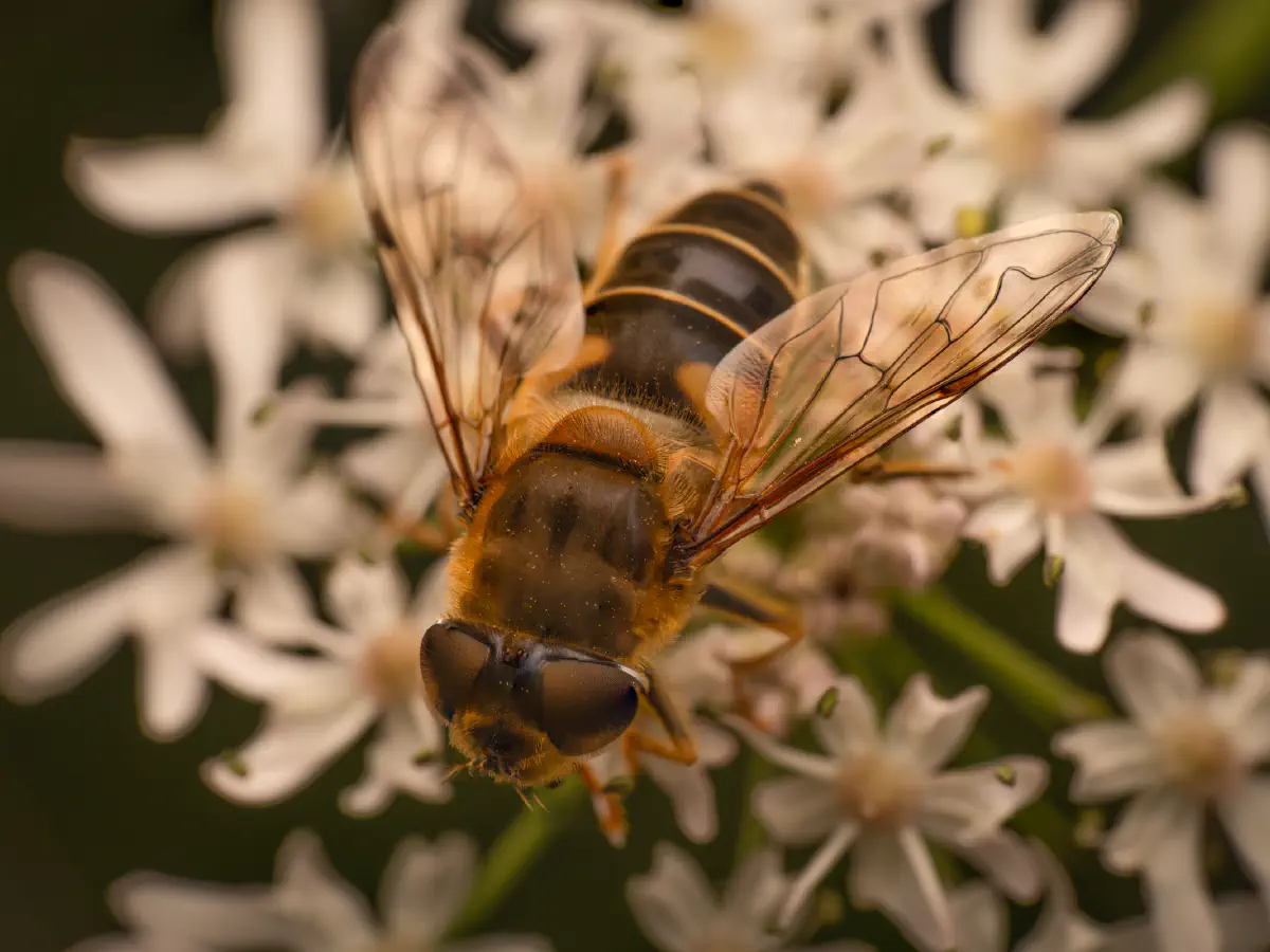Gemeine Keilfleckschwebfliege