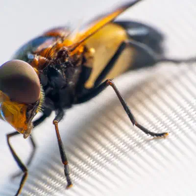 Gemeine Waldschwebfliege