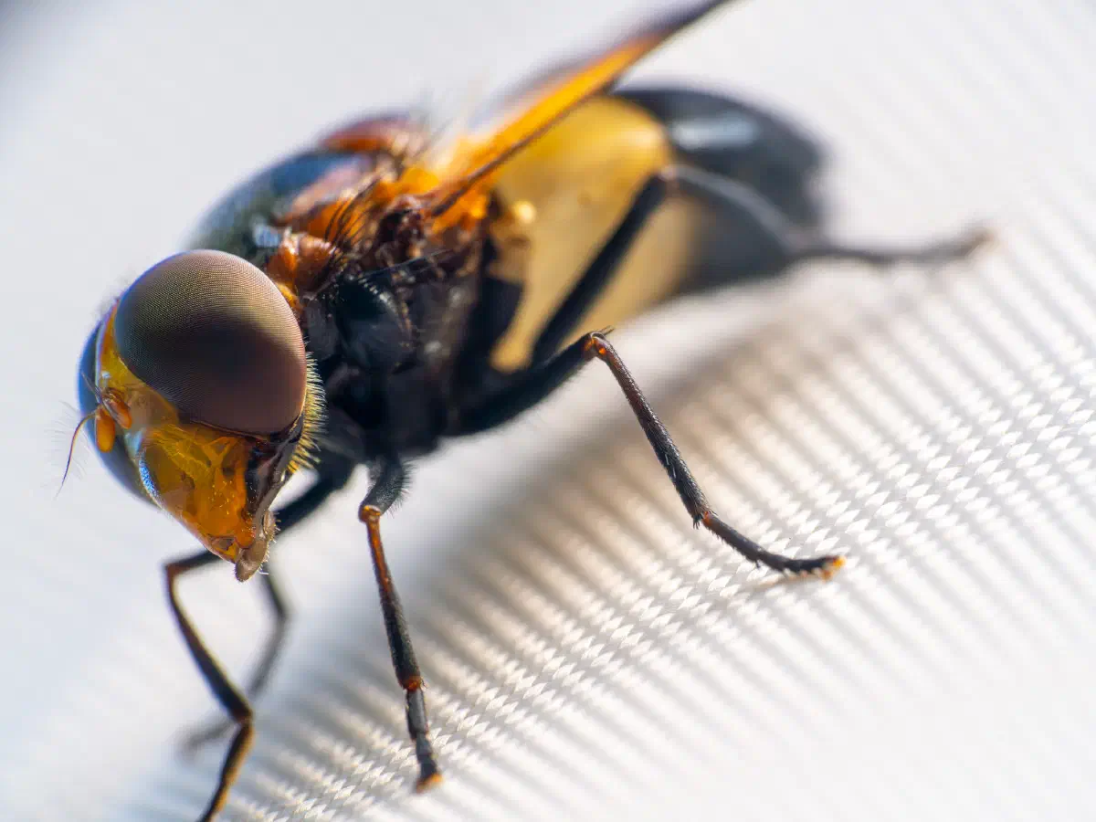 Gemeine Waldschwebfliege