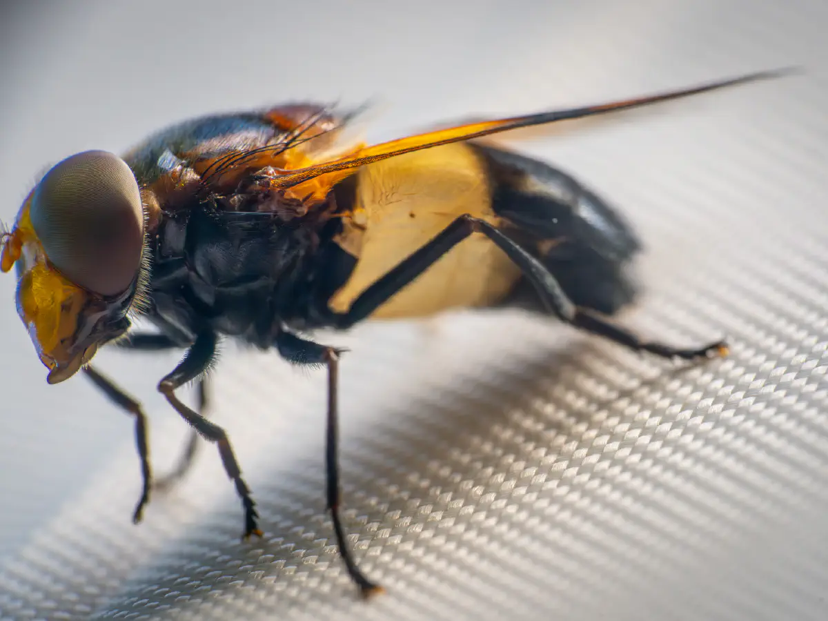 Gemeine Waldschwebfliege