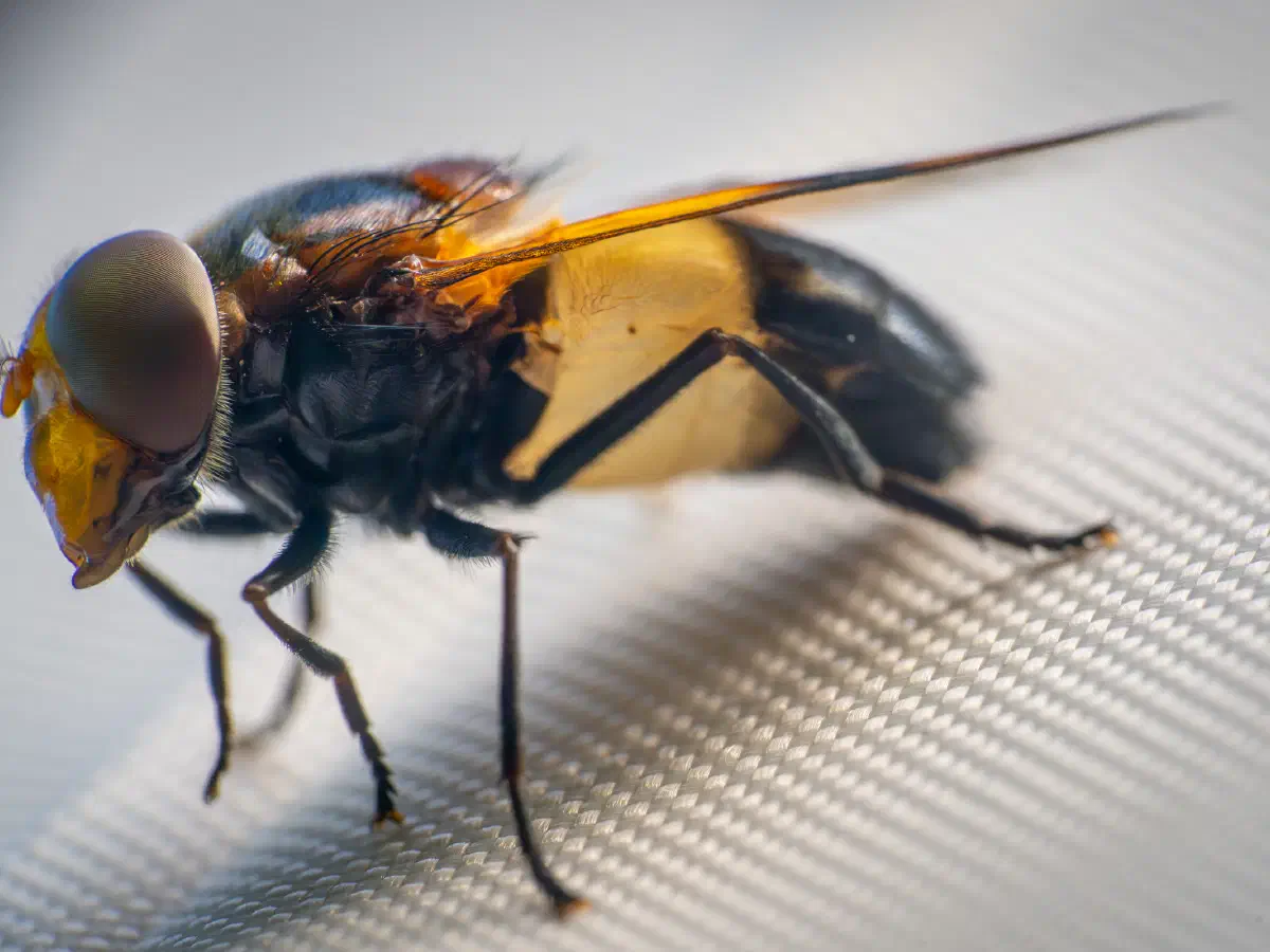Gemeine Waldschwebfliege