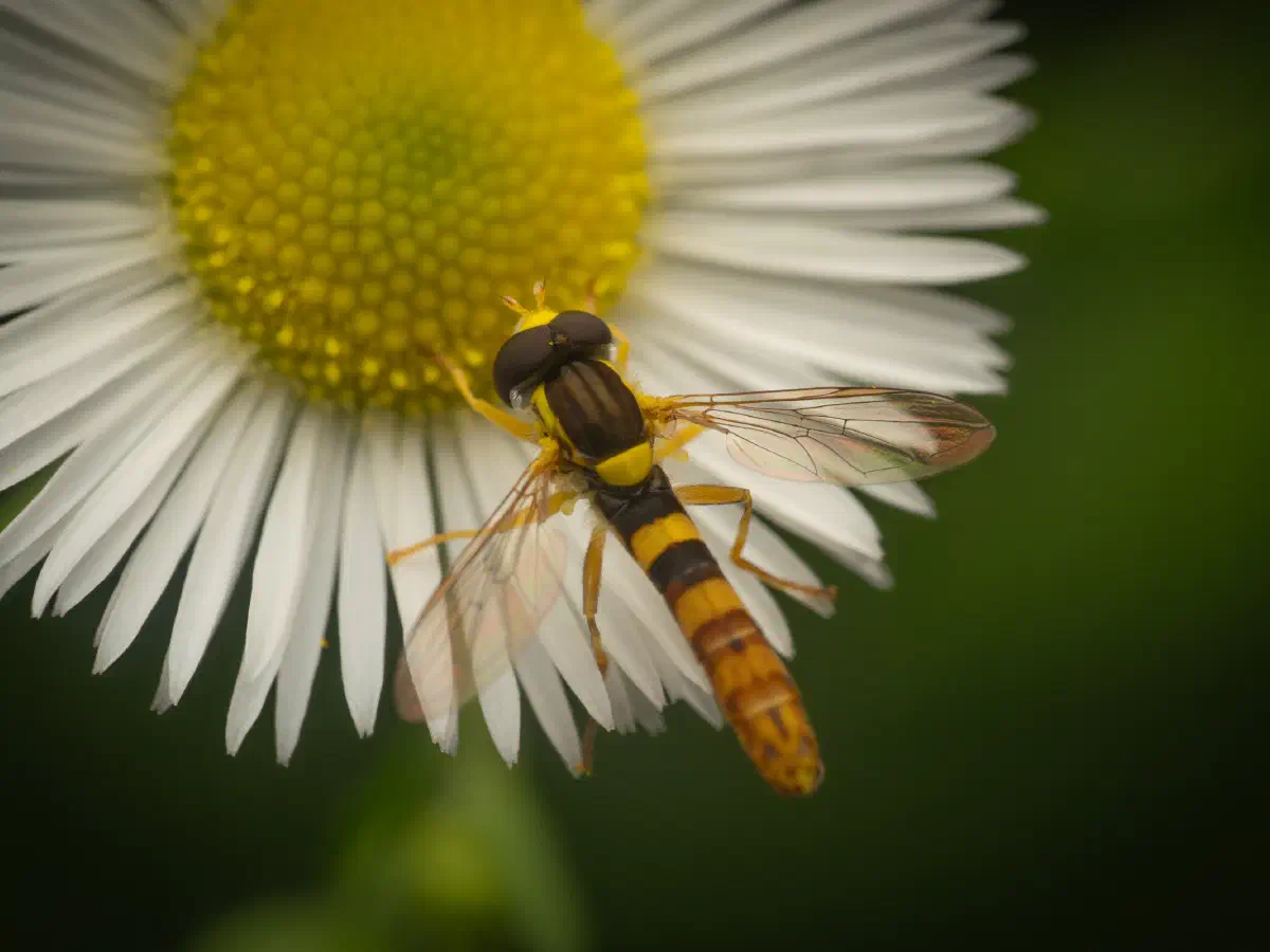 Gewöhnliche Langbauchschwebfliege