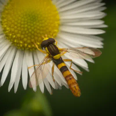 Gewöhnliche Langbauchschwebfliege