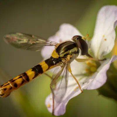 Gewöhnliche Langbauchschwebfliege