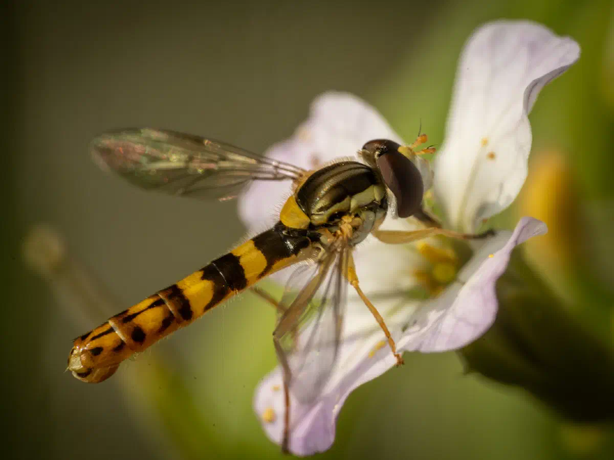 Gewöhnliche Langbauchschwebfliege