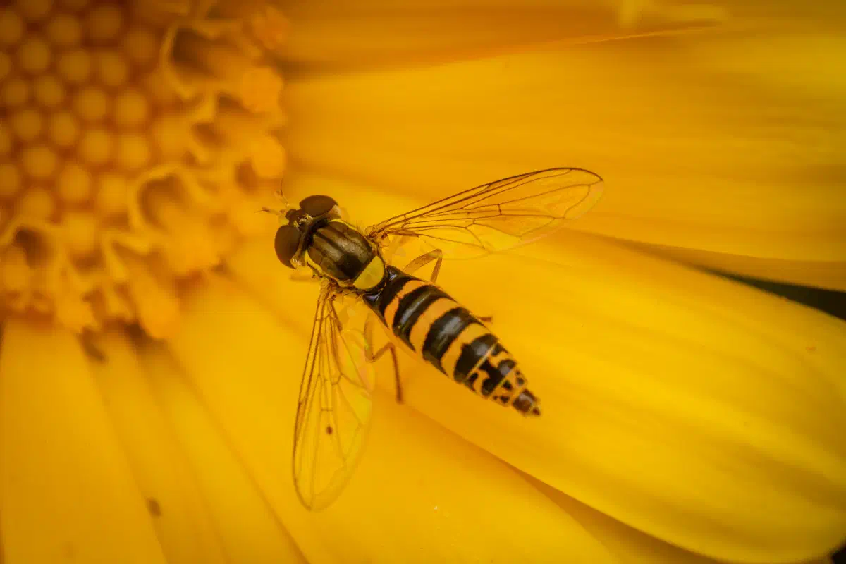 Gewöhnliche Langbauchschwebfliege