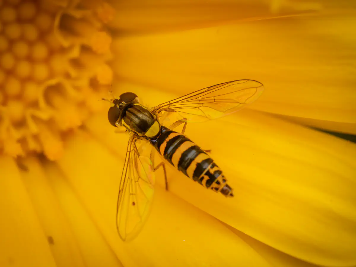 Gewöhnliche Langbauchschwebfliege