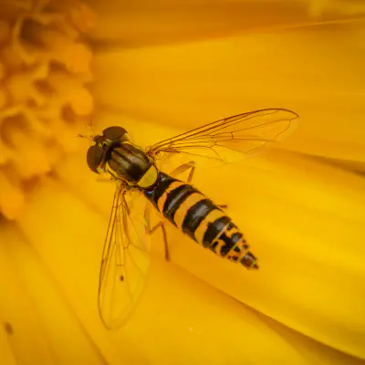 Gewöhnliche Langbauchschwebfliege