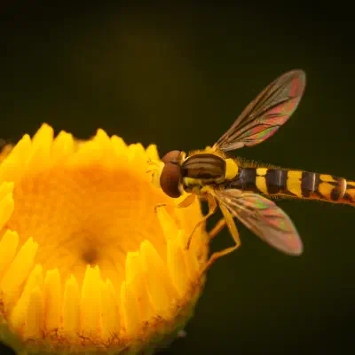 Gewöhnliche Langbauchschwebfliege