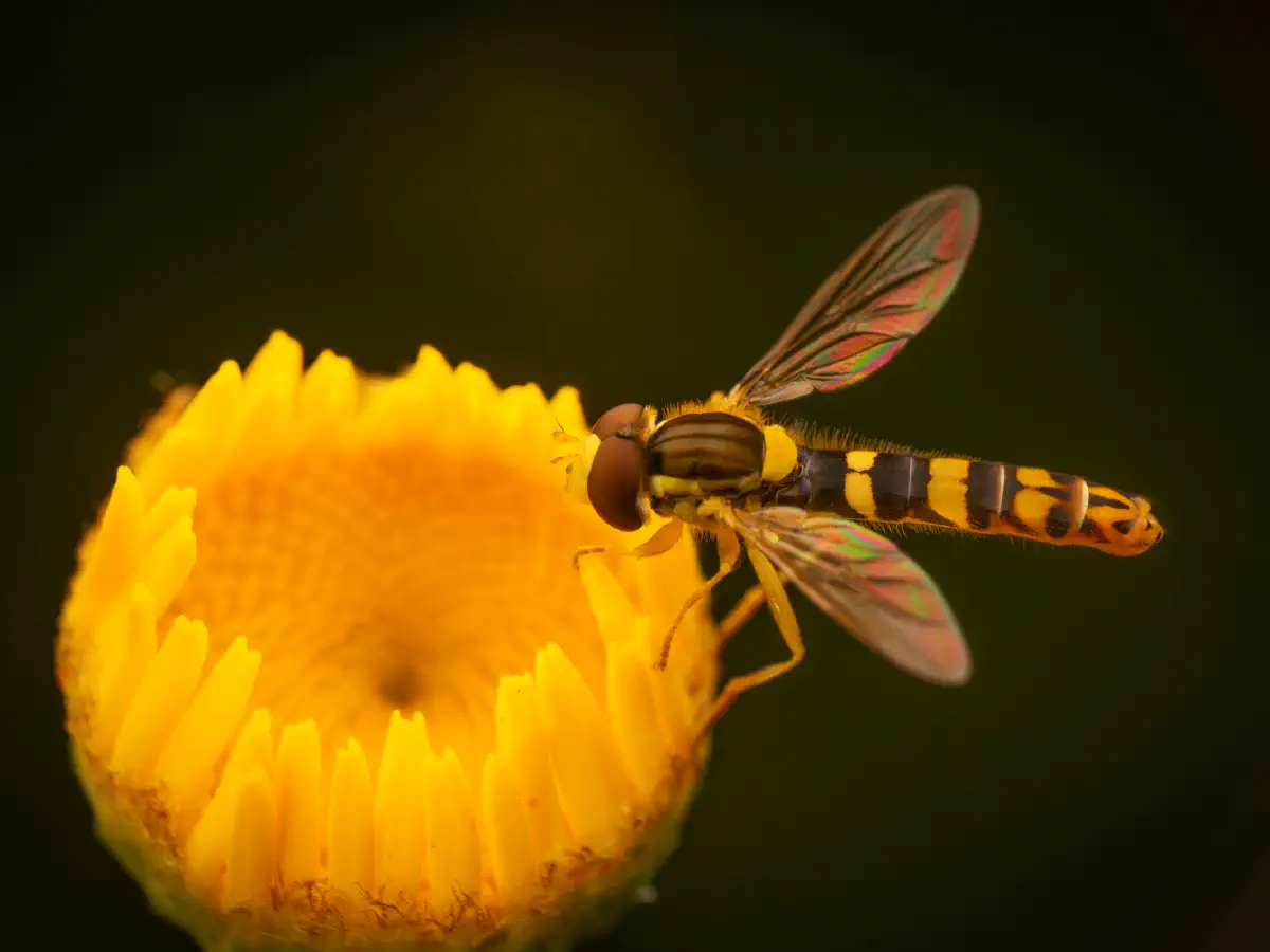 Gewöhnliche Langbauchschwebfliege