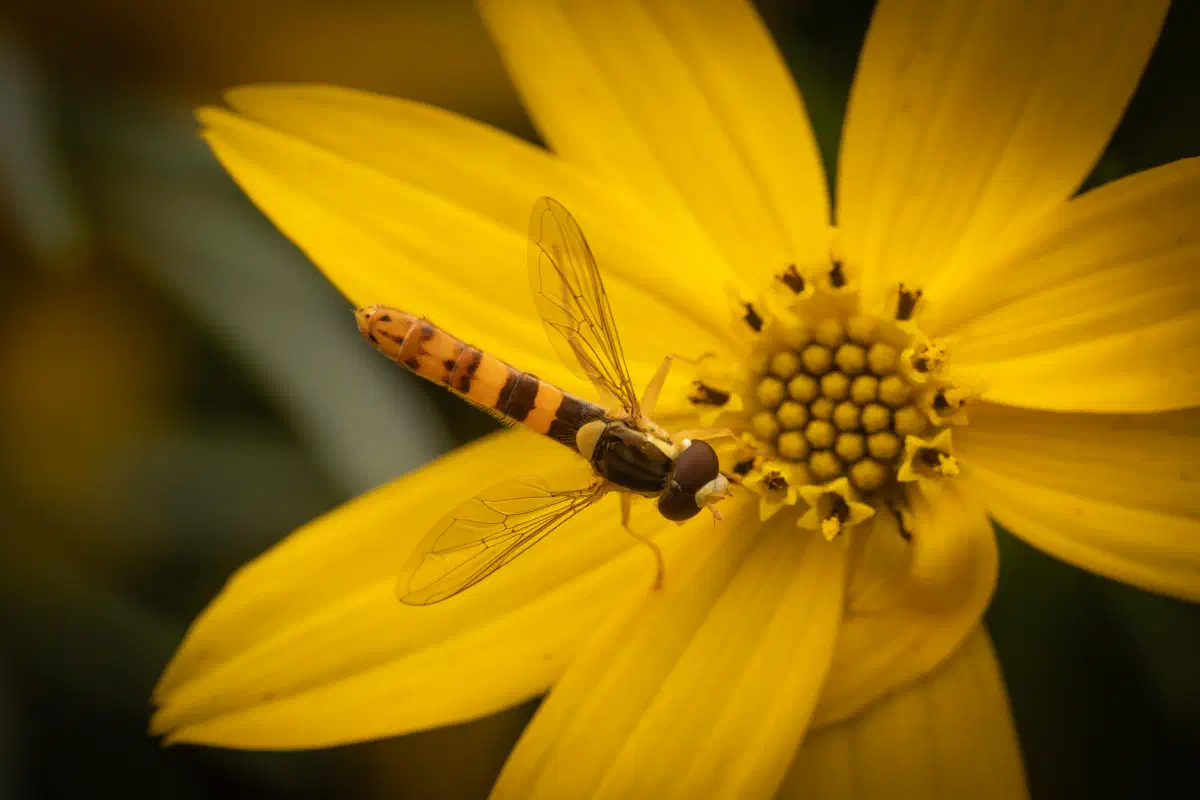 Gewöhnliche Langbauchschwebfliege