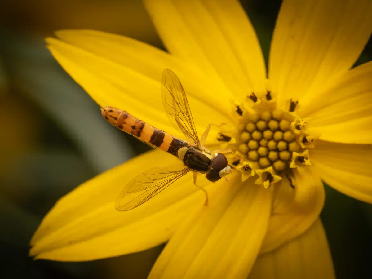 Gewöhnliche Langbauchschwebfliege