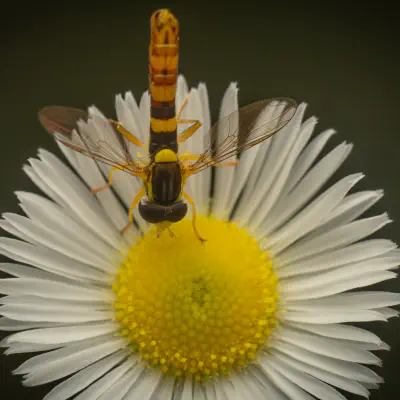 Gewöhnliche Langbauchschwebfliege