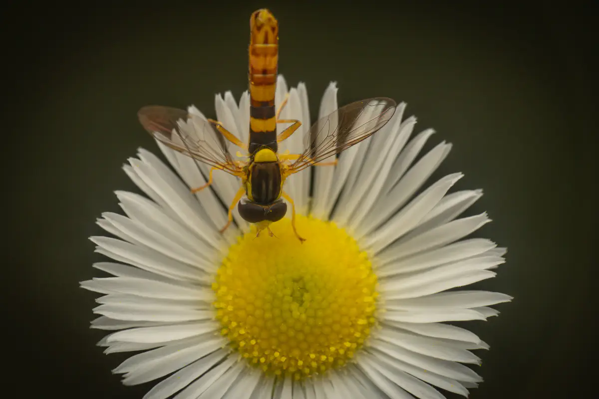 Gewöhnliche Langbauchschwebfliege