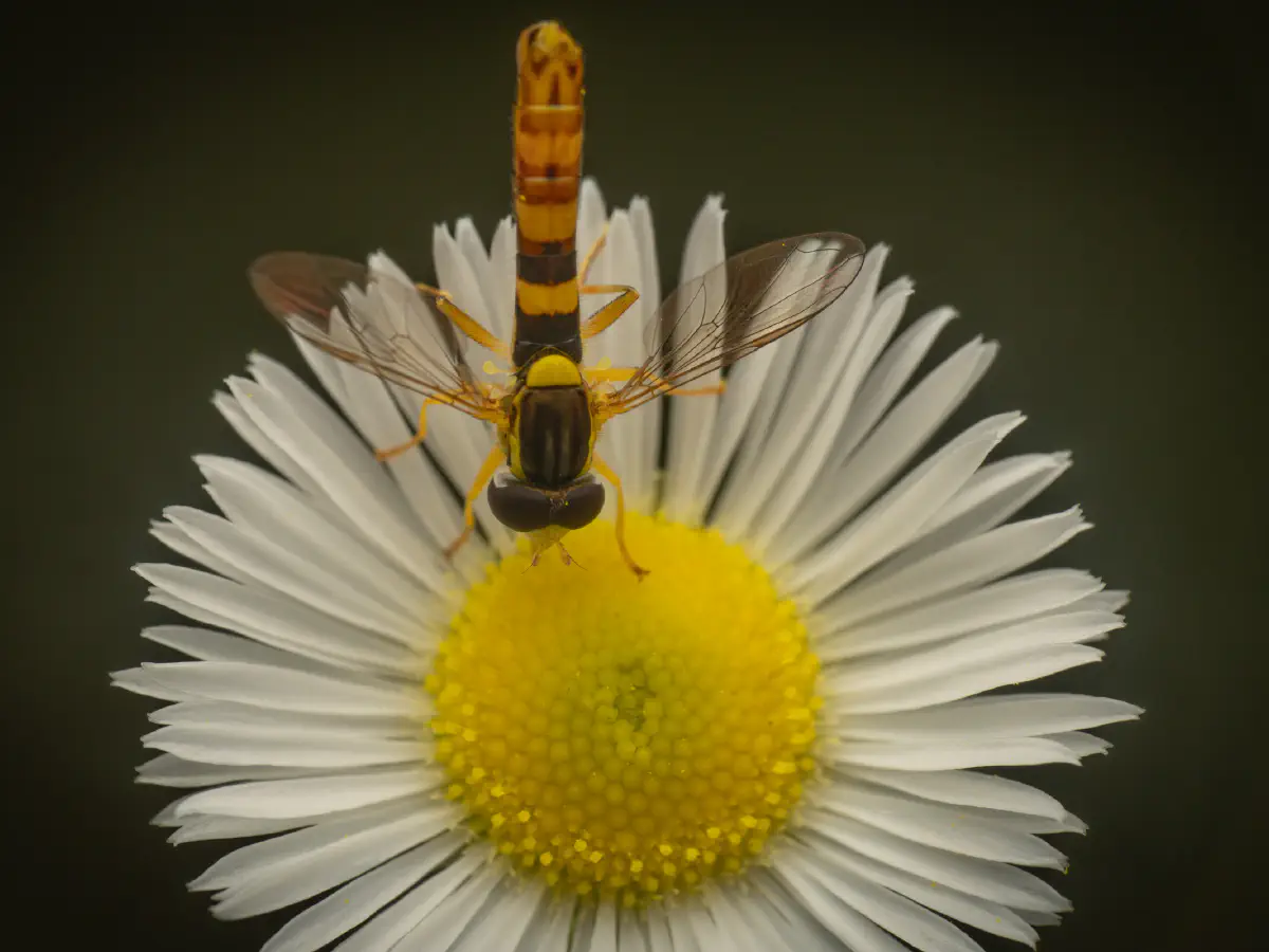Gewöhnliche Langbauchschwebfliege