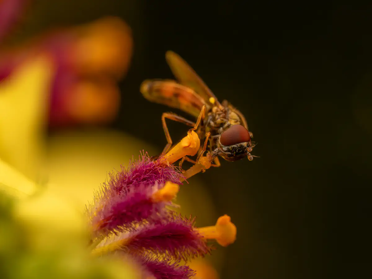 Glänzende Schwarzkopf-Schwebfliege