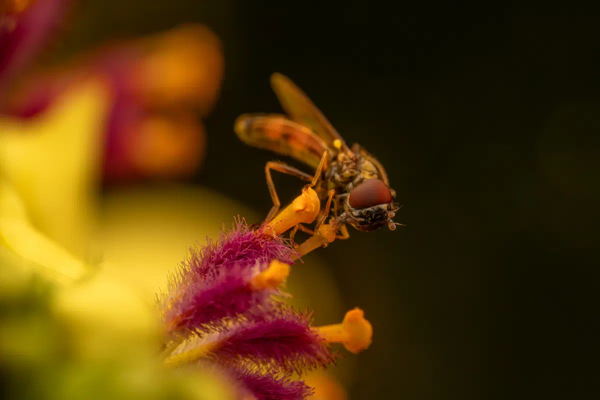 Glänzende Schwarzkopf-Schwebfliege