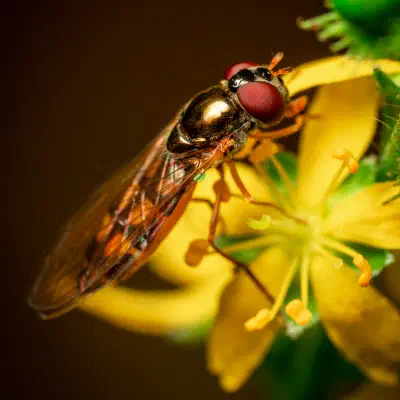 Glänzende Schwarzkopf-Schwebfliege