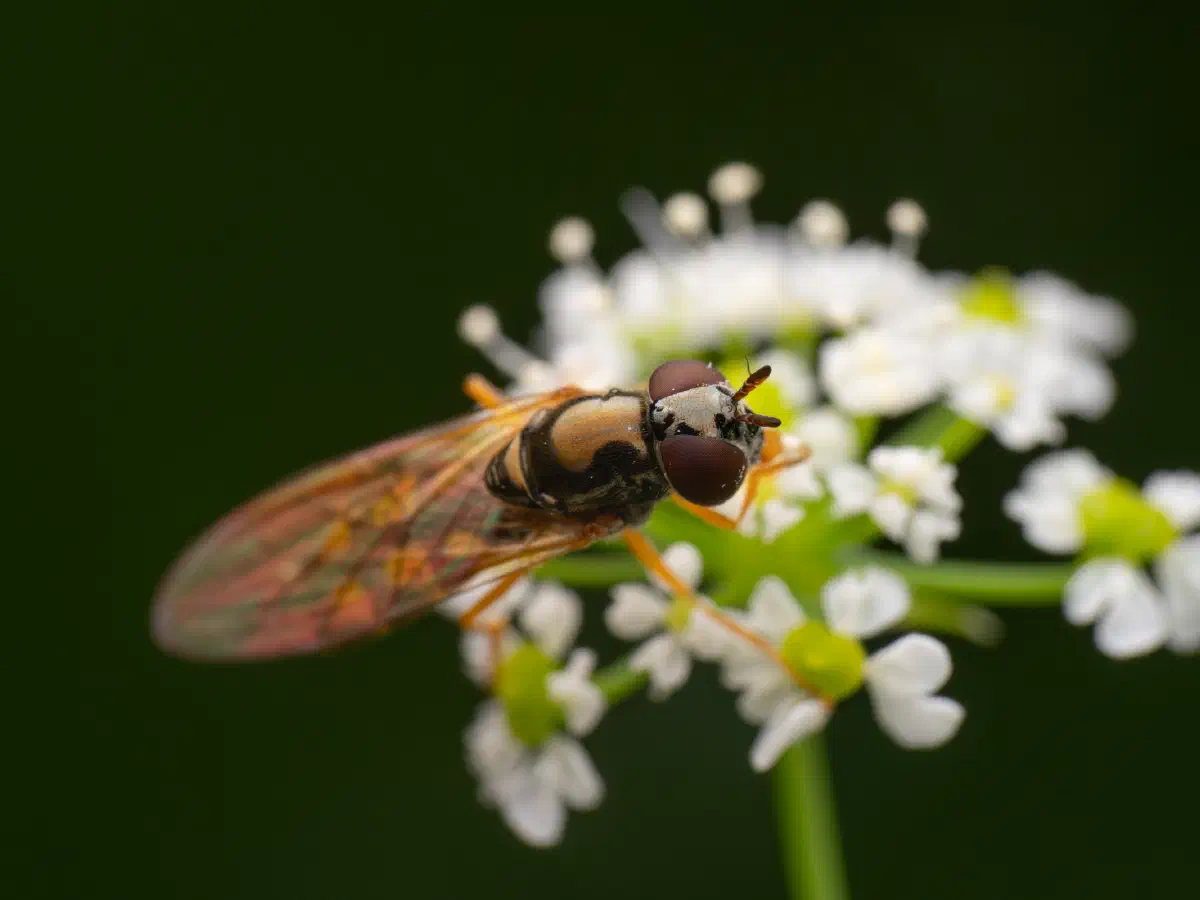 Glänzende Schwarzkopf-Schwebfliege
