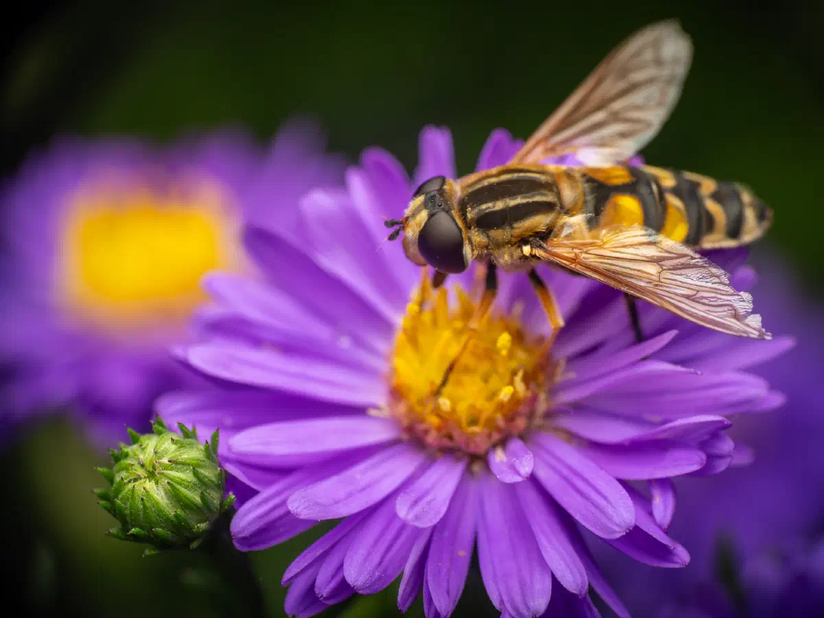 Große Sumpfschwebfliege