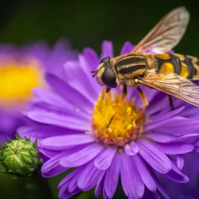 Große Sumpfschwebfliege
