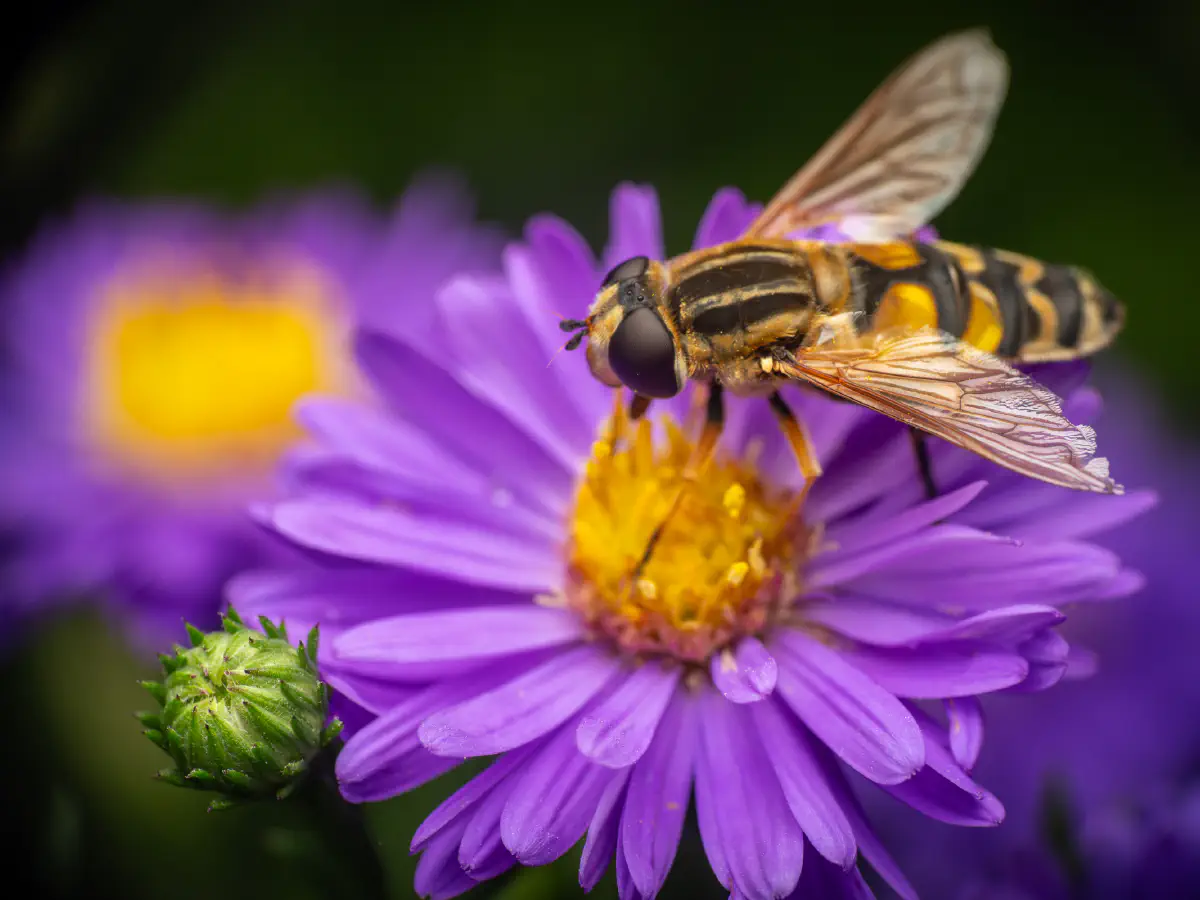 Große Sumpfschwebfliege