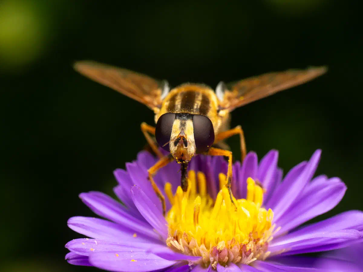 Große Sumpfschwebfliege