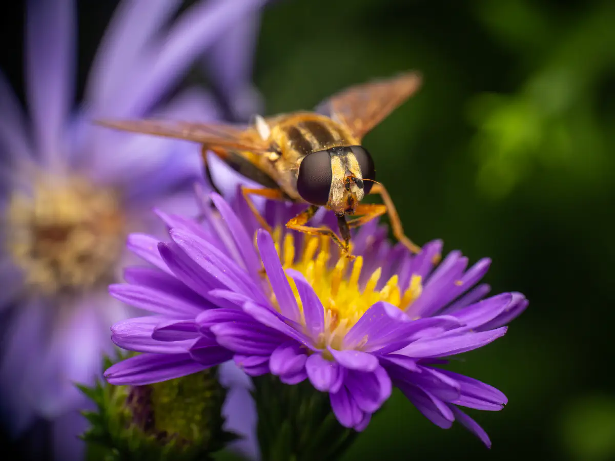 Große Sumpfschwebfliege