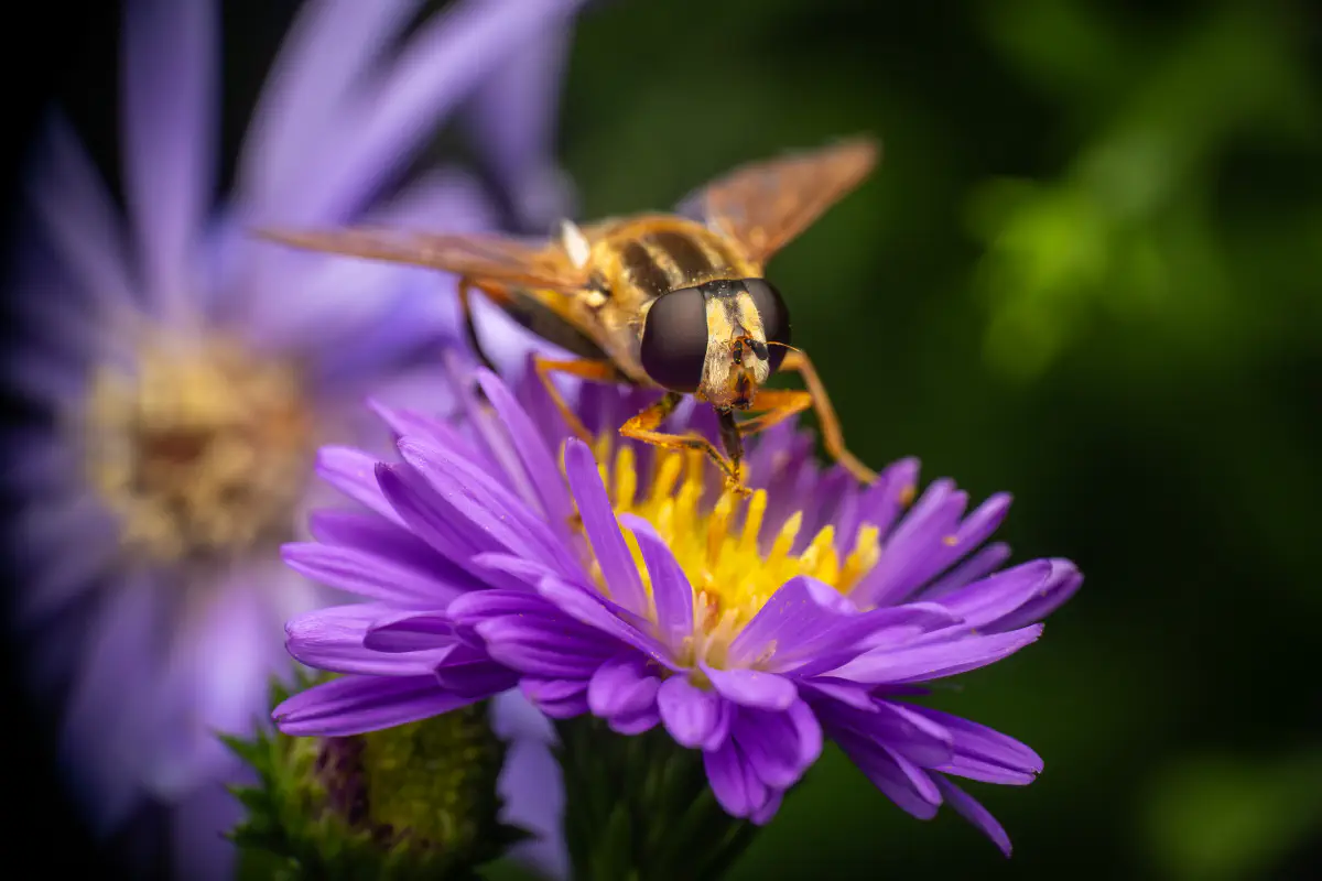 Große Sumpfschwebfliege