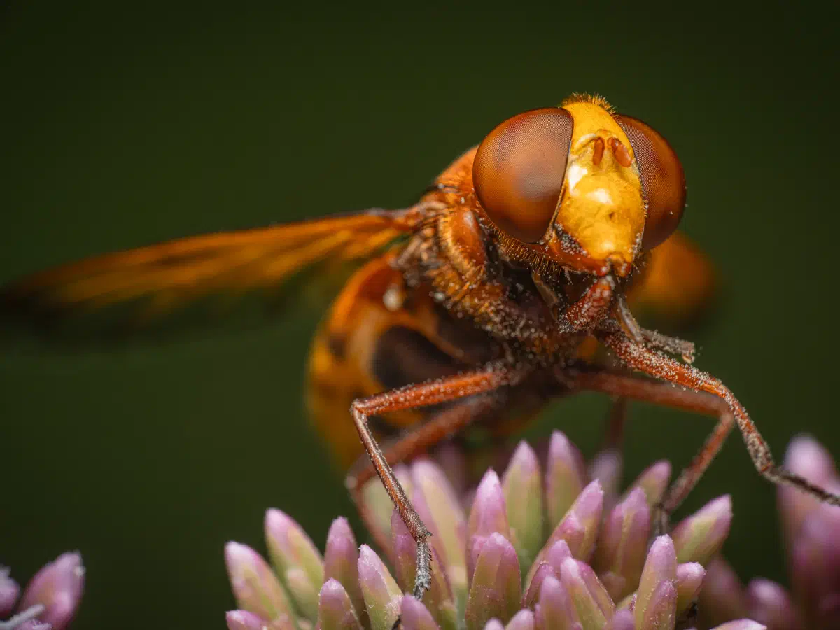 Hornissenschwebfliege