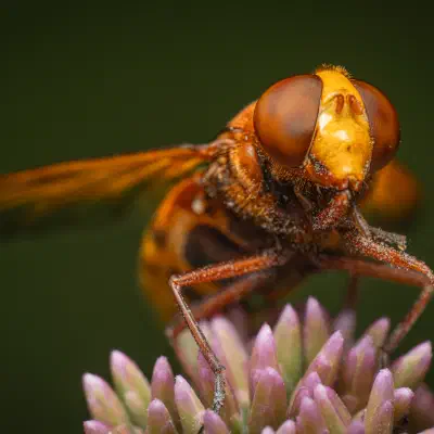 Hornissenschwebfliege