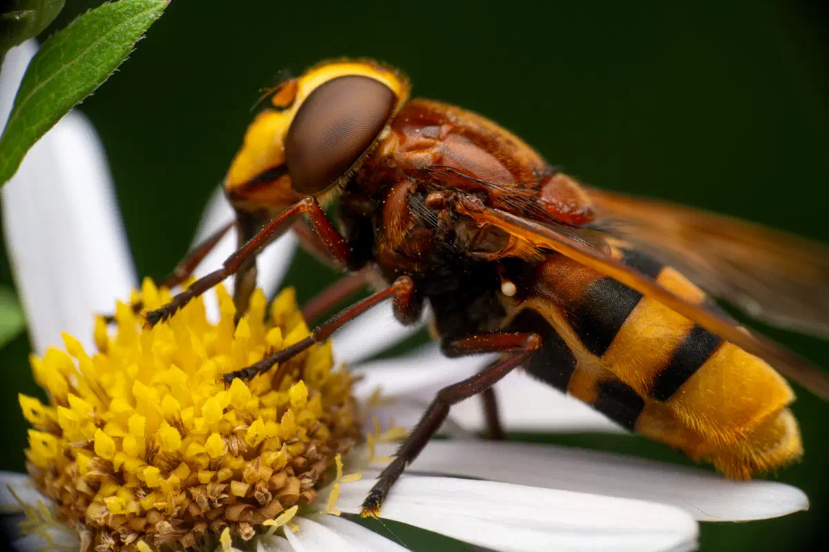 Volucella zonaria