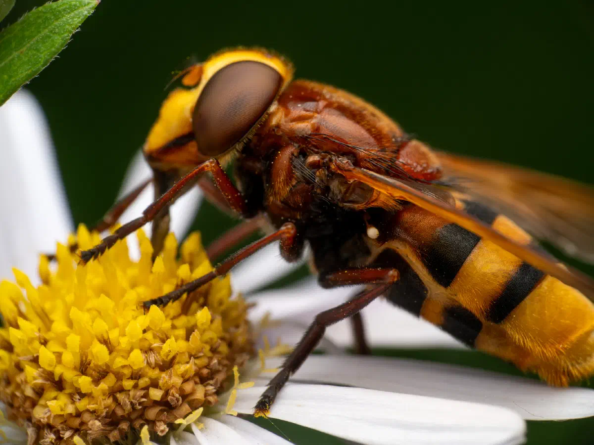 Hornissenschwebfliege