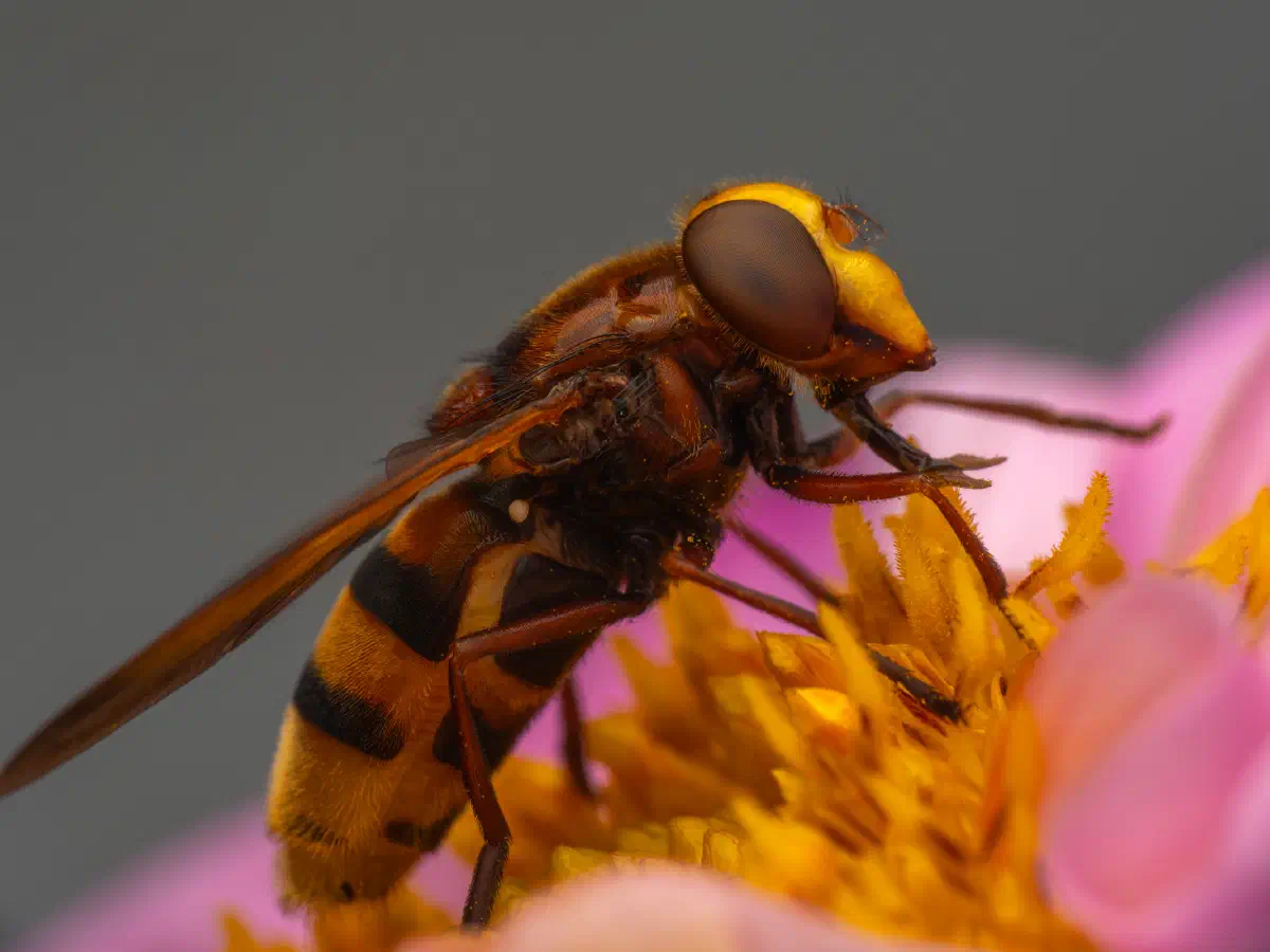 Hornissenschwebfliege