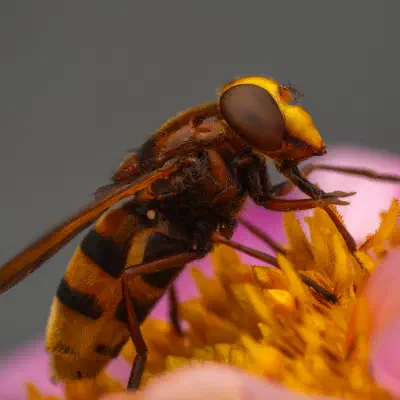 Hornissenschwebfliege