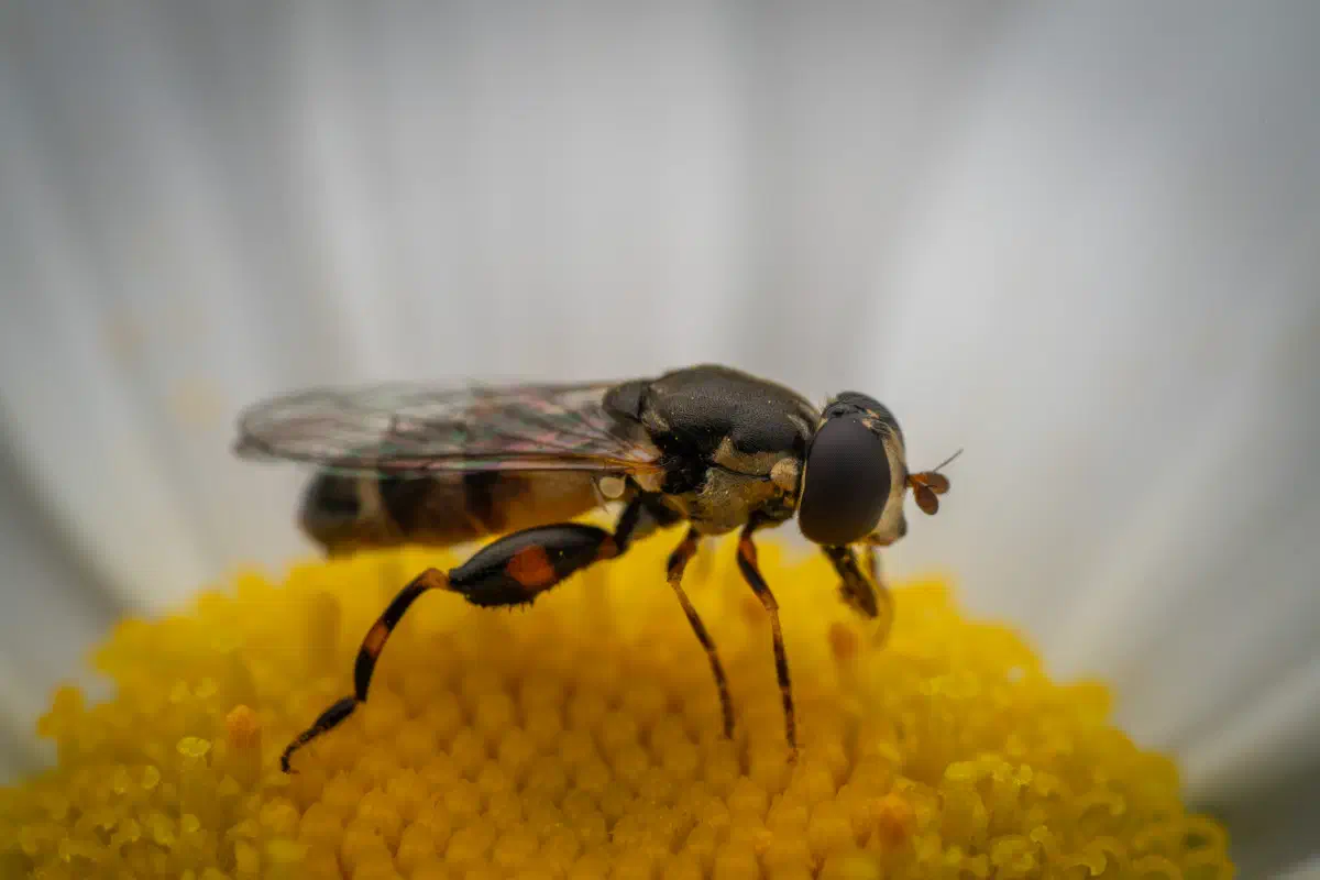 Thick-legged Hover Fly