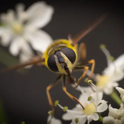 Totenkopfschwebfliege
