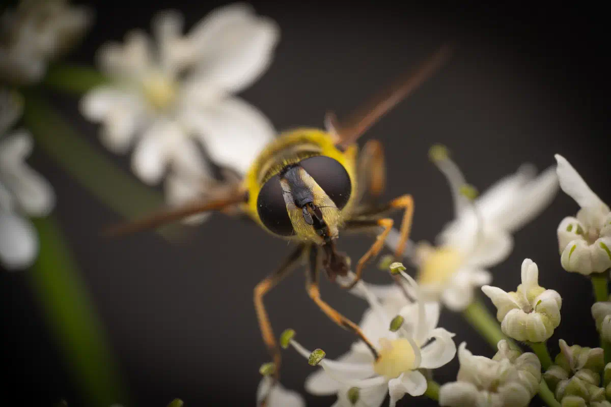 Totenkopfschwebfliege