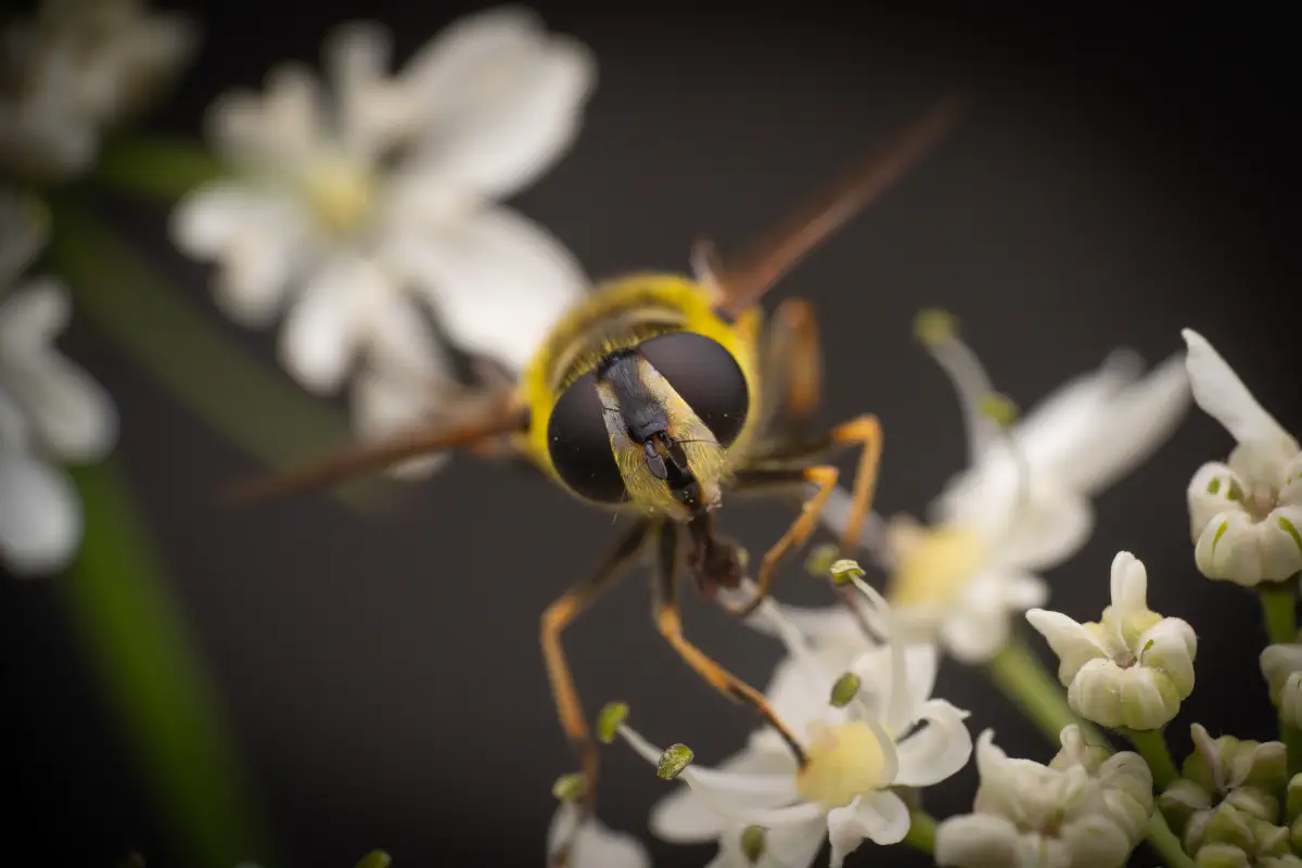 Totenkopfschwebfliege