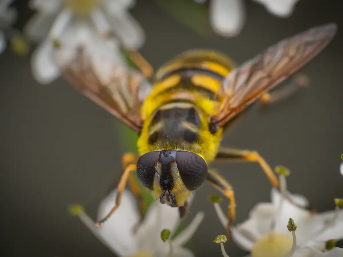 Totenkopfschwebfliege
