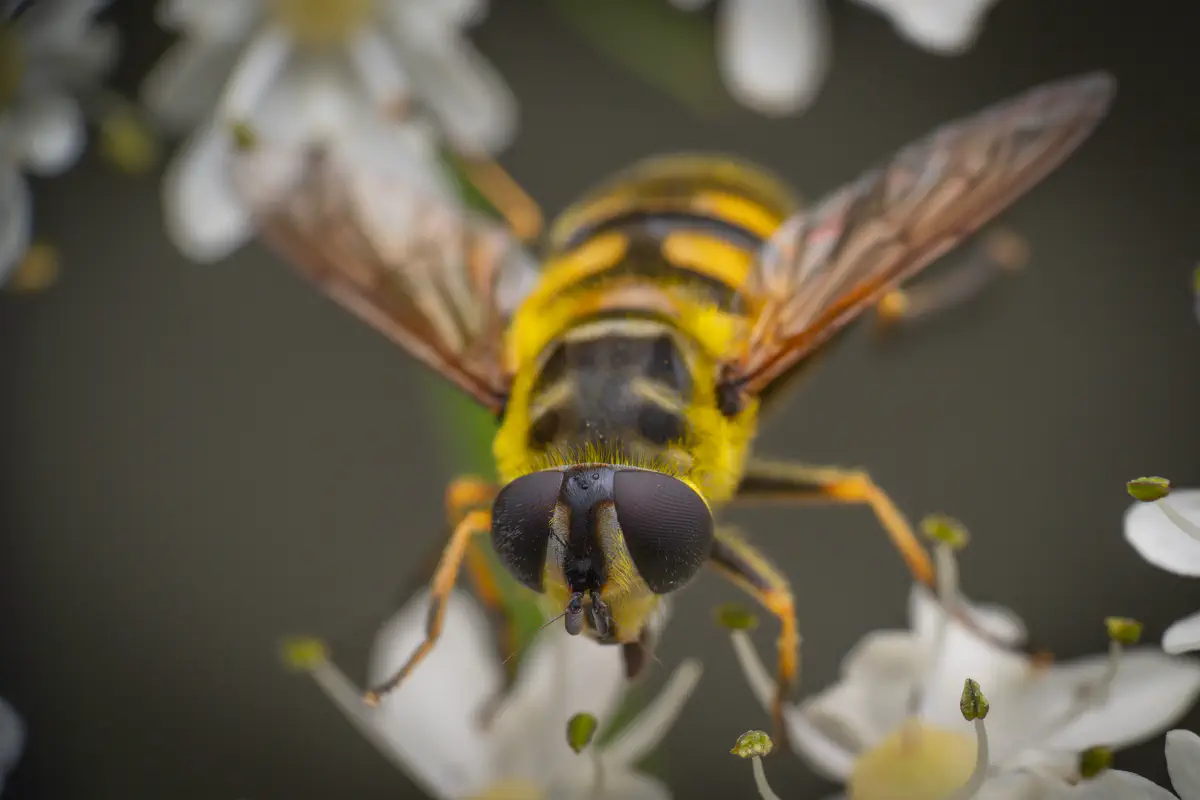 Totenkopfschwebfliege