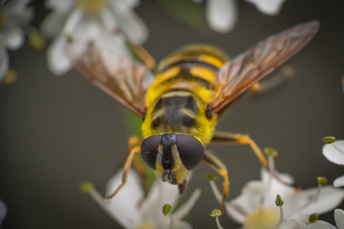 Totenkopfschwebfliege