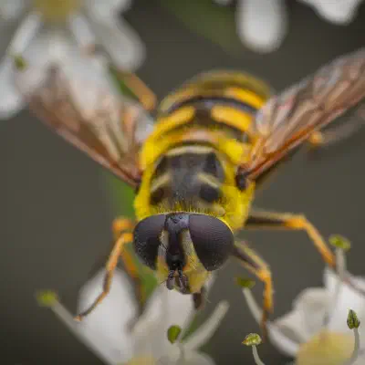 Totenkopfschwebfliege