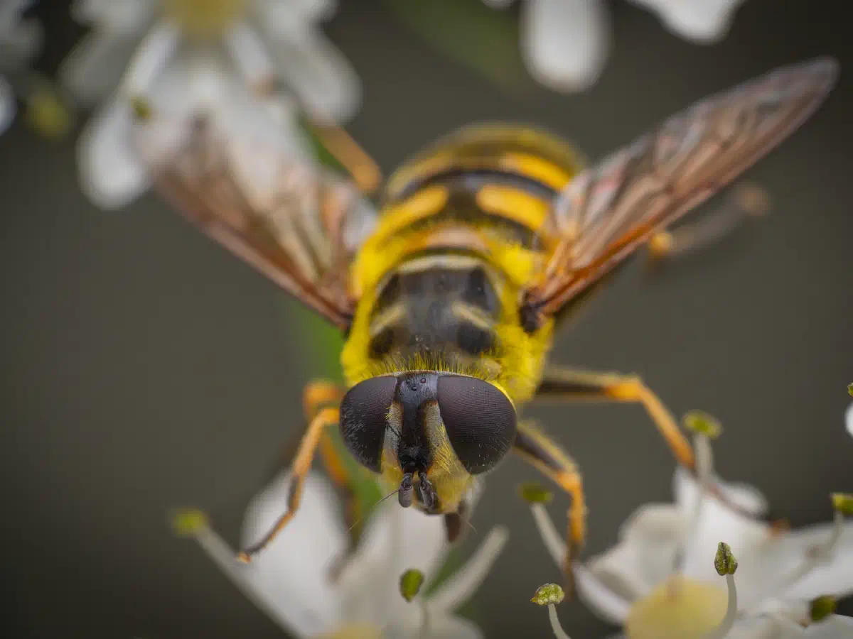 Totenkopfschwebfliege