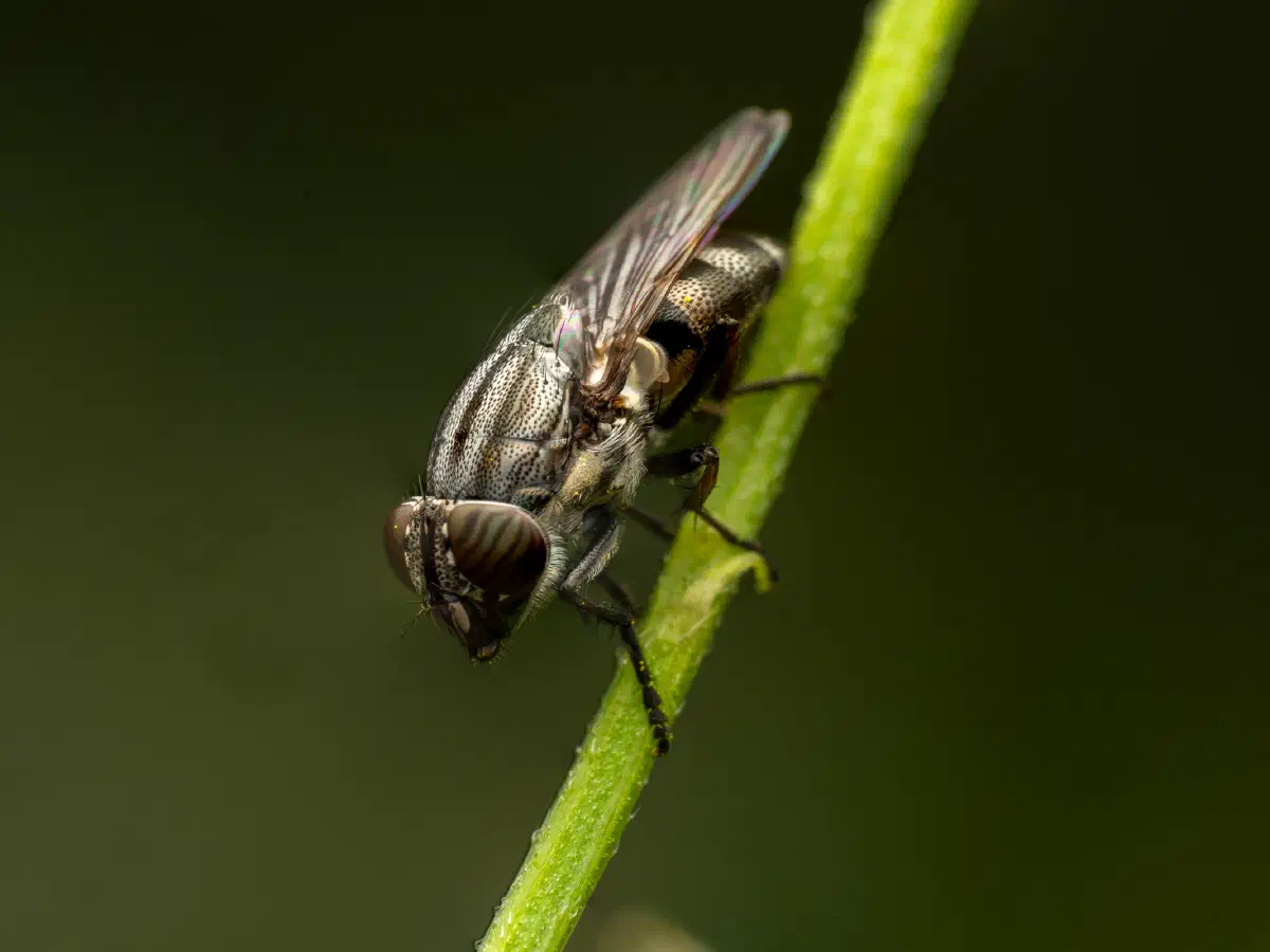Stomorhina lunata