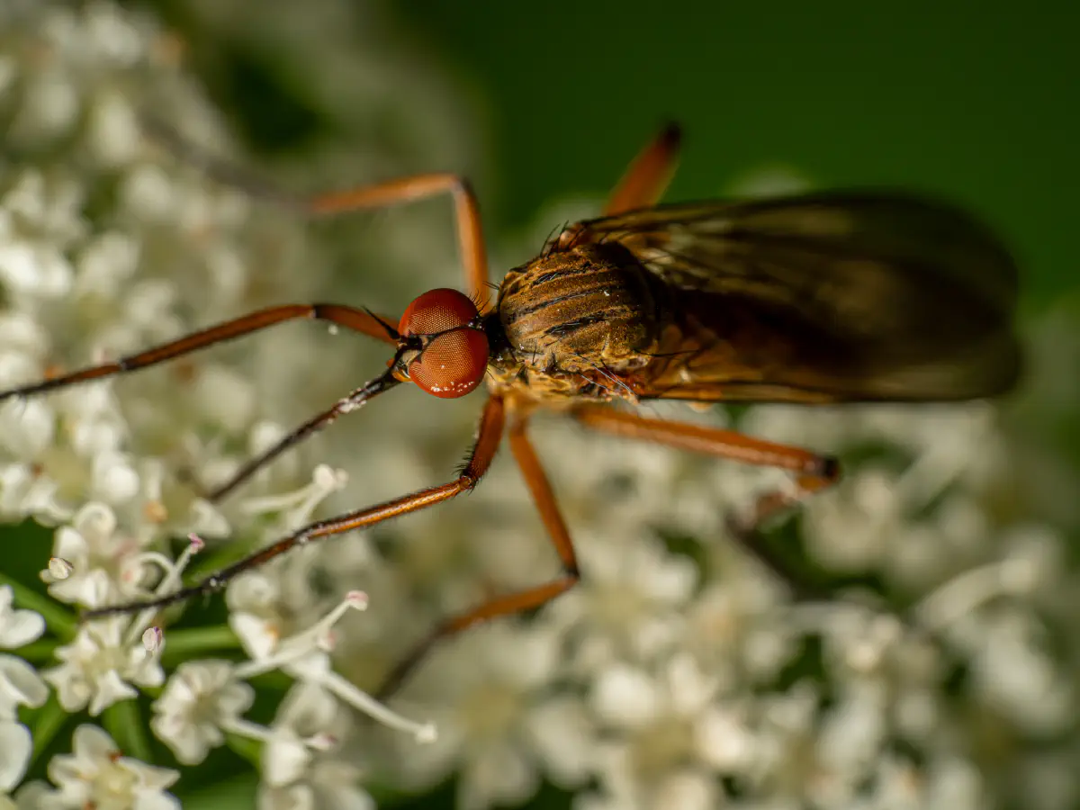 Empis livida