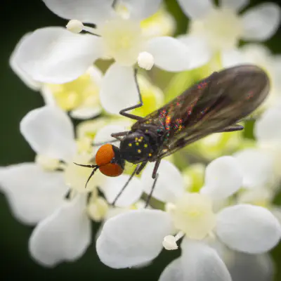 Rhamphomyia longicauda