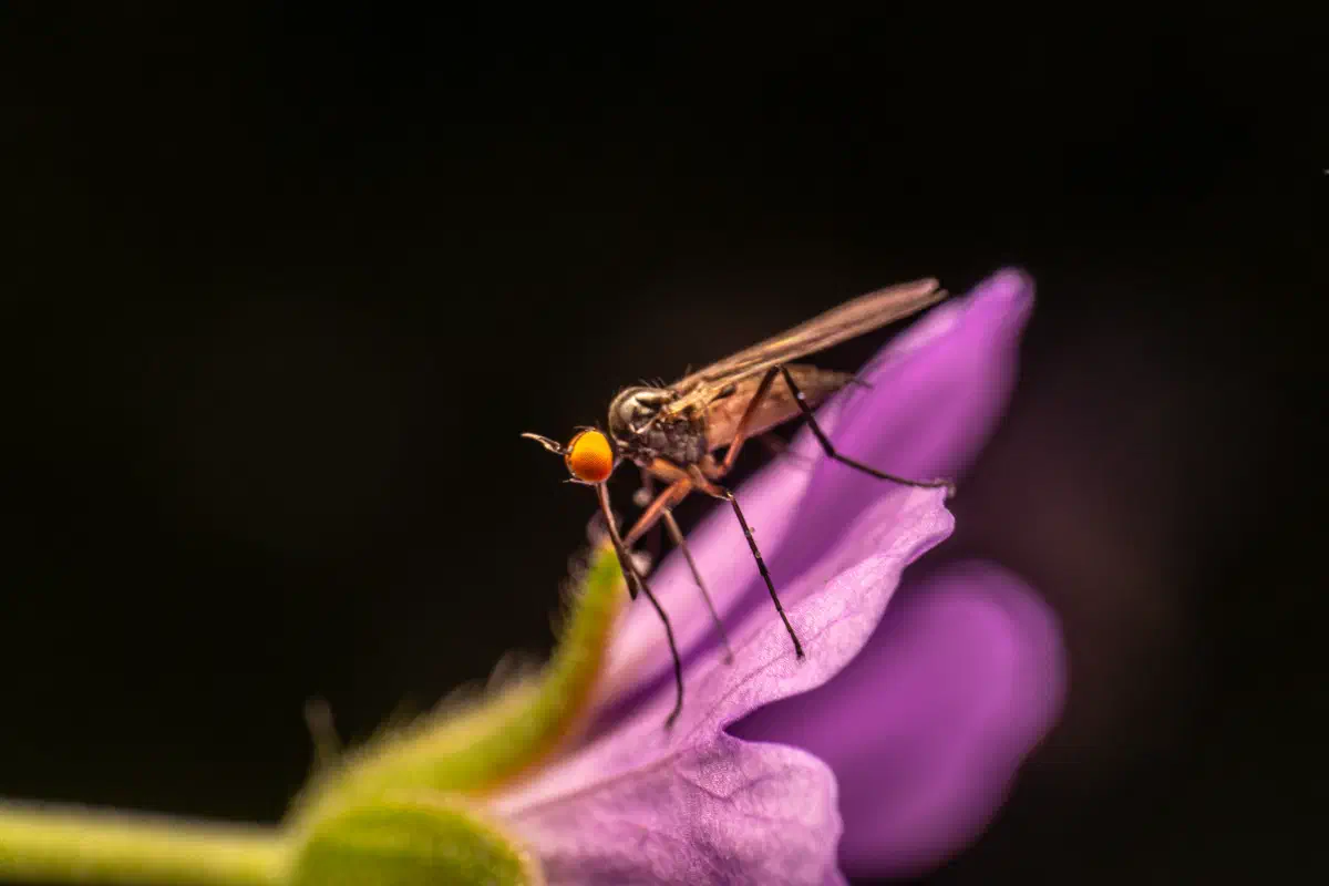 Tanzfliegen – No. 2