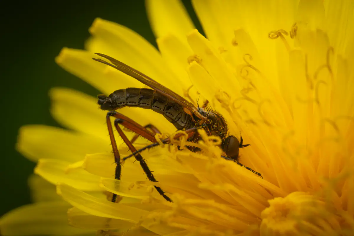 Tanzfliegen – No. 3