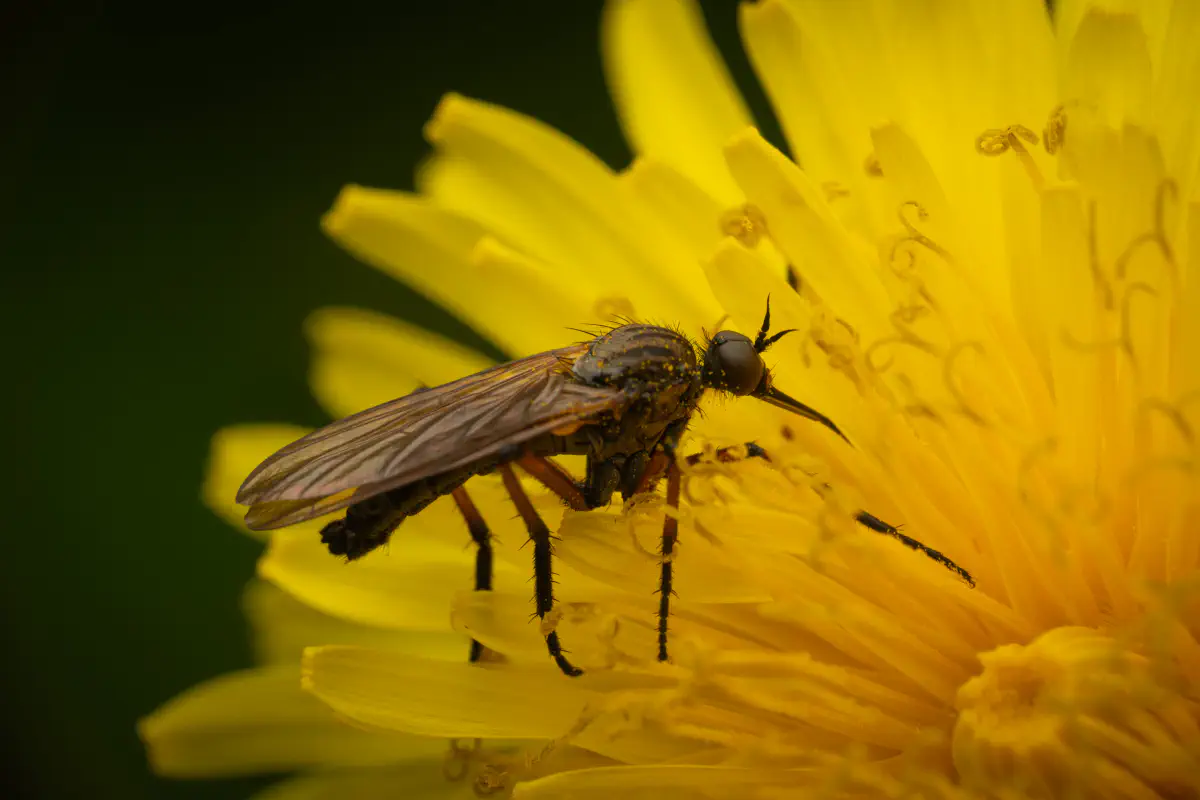Tanzfliegen – No. 4
